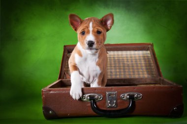 alçaklık köpek yavrusu