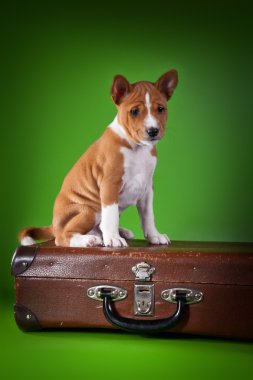 alçaklık köpek yavrusu
