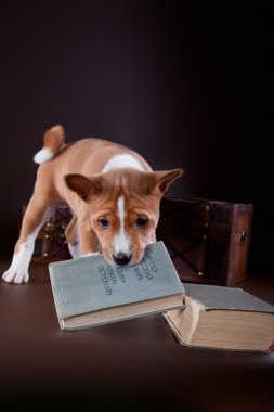 alçaklık köpek yavrusu