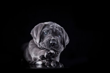 köpek doğurmak İtalyan cane corso, köpek yavrusu