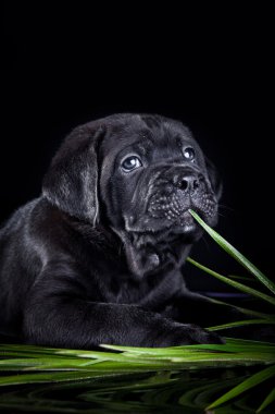 köpek doğurmak İtalyan cane corso, köpek yavrusu