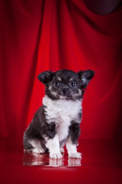 Chihuahua-Hund, Welpe auf farbigem Hintergrund — Stockfoto