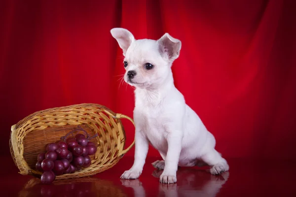 Chihuahua chien, chiot sur un fond de couleur — Photo