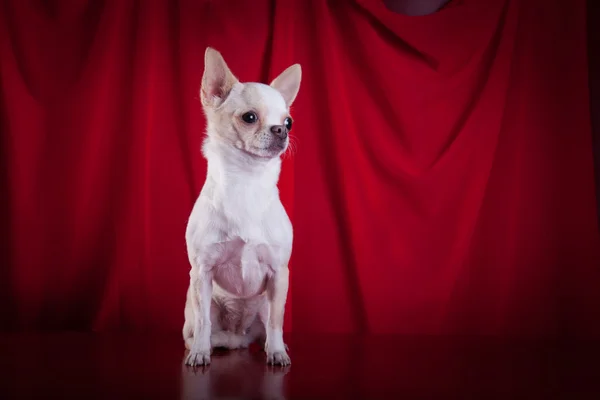 Chihuahua cane, cucciolo su uno sfondo di colore — Foto Stock