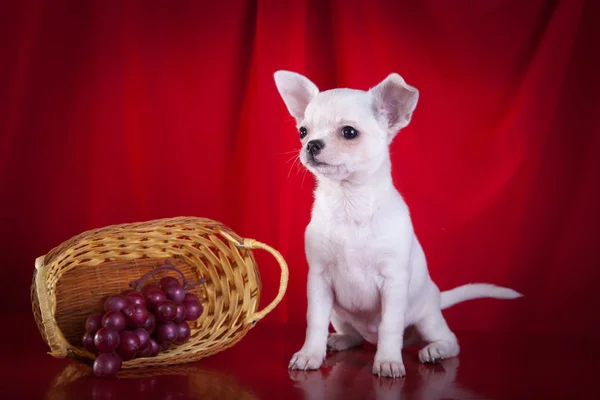 Chihuahua chien, chiot sur un fond de couleur — Photo