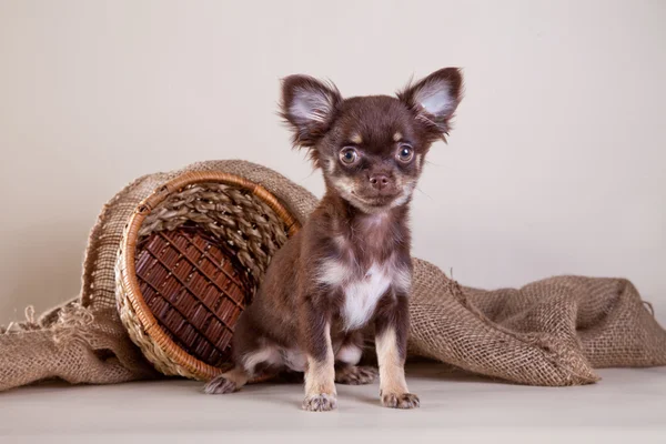 Chihuahua chien, chiot sur un fond de couleur — Photo