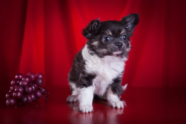 Chihuahua perro, cachorro sobre un fondo de color —  Fotos de Stock