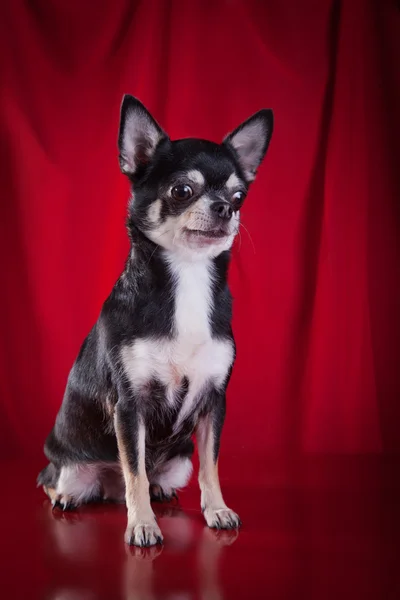 Chihuahua cane, cucciolo su uno sfondo di colore — Foto Stock