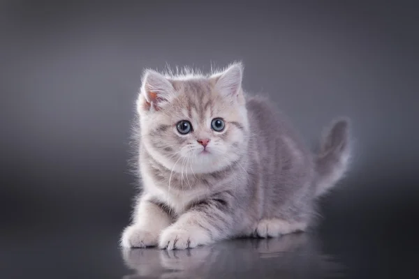 Сірий Таббах шотландський кошеня — стокове фото