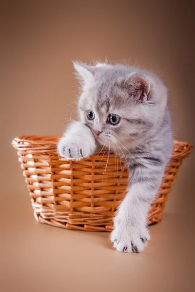 Grå-vit skotska kattunge — Stockfoto