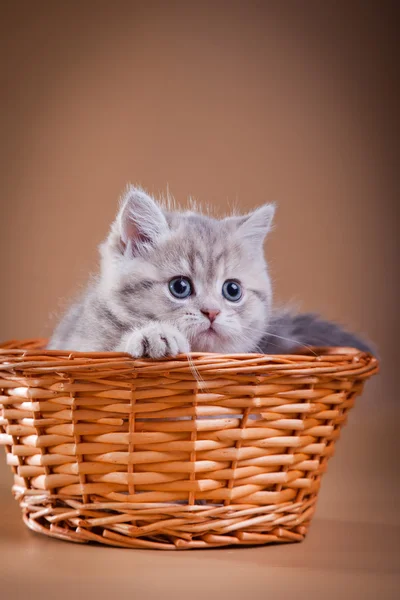 Szary pręgowany kotek szkocki — Zdjęcie stockowe