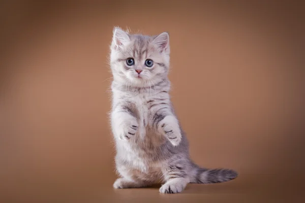 Серый шотландский котенок — стоковое фото