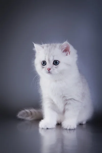 British white kitten on a colored background — Stock Photo, Image