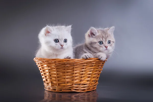 Grå-vit skotska kattunge — Stockfoto