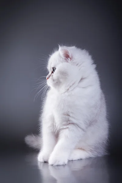 色付きの背景に英国の白い子猫 — ストック写真