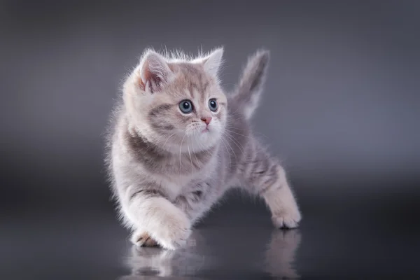 Gray tabby Scottish kitten — Stock Photo, Image