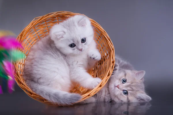 Gatinho escocês tabby cinza — Fotografia de Stock