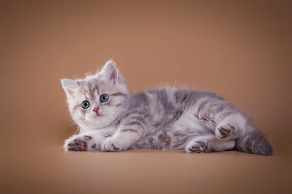 Grijze tabby Schotse kitten — Stockfoto