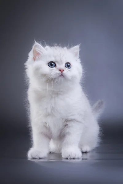 Gatito blanco británico sobre un fondo de color —  Fotos de Stock