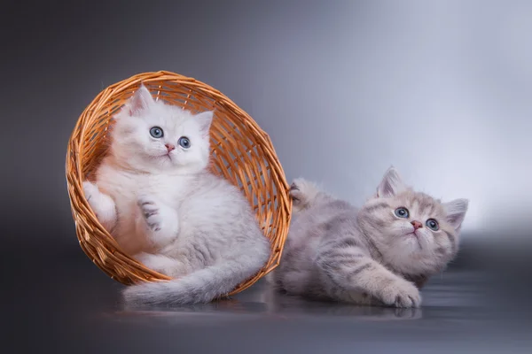 Gray tabby Scottish kitten — Stock Photo, Image