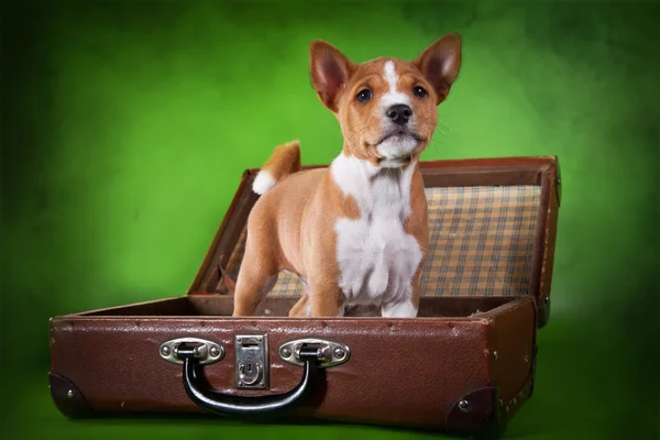 Pequeño cachorro Basenji —  Fotos de Stock