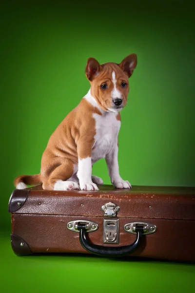 Pequeno cãozinho Basenji — Fotografia de Stock