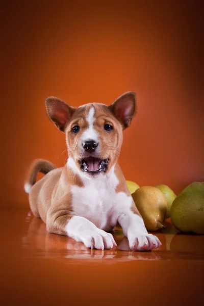 Little Basenji puppy — Stock Photo, Image