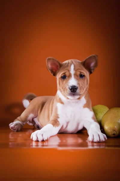 Little Basenji puppy — Stock Photo, Image