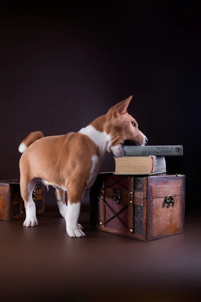 Liten basenji valp — Stockfoto