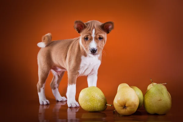 Little Basenji puppy — Stock Photo, Image