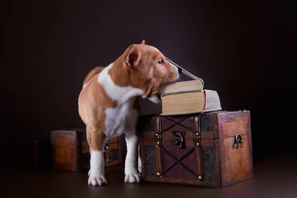 Liten basenji valp — Stockfoto