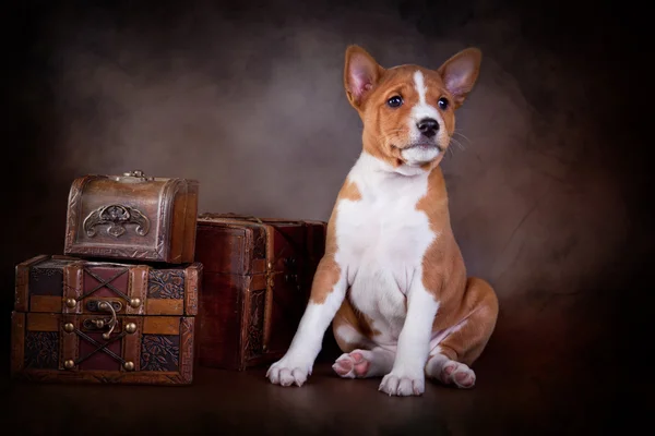 Kleiner Basenji-Welpe — Stockfoto