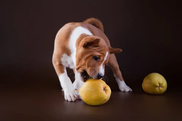 Kleiner Basenji-Welpe — Stockfoto