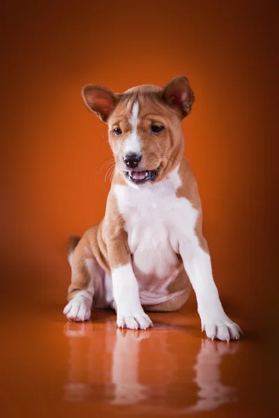 Little Basenji puppy — Stock Photo, Image