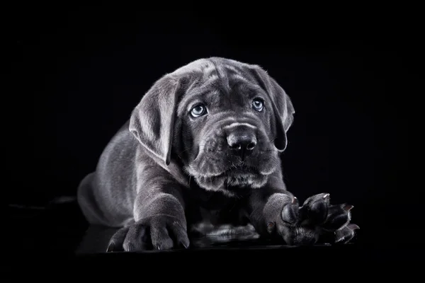 Kutya tenyészt olasz cane corso, kiskutya — Stock Fotó