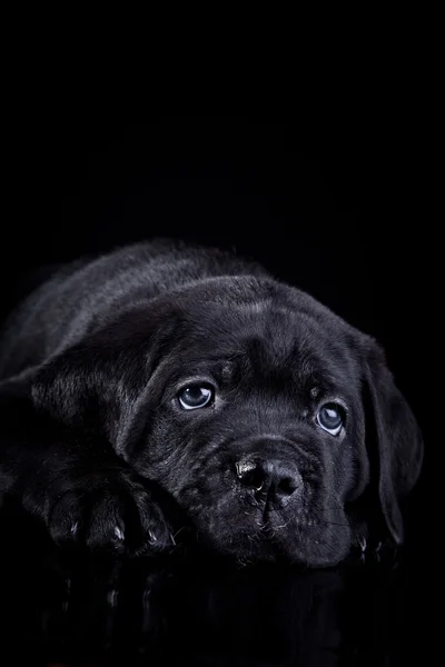 Hondenras Italiaanse cane corso, puppy — Stockfoto