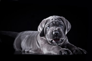 köpek doğurmak İtalyan cane corso, köpek yavrusu