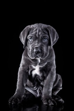 köpek doğurmak İtalyan cane corso, köpek yavrusu