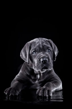 köpek doğurmak İtalyan cane corso, köpek yavrusu