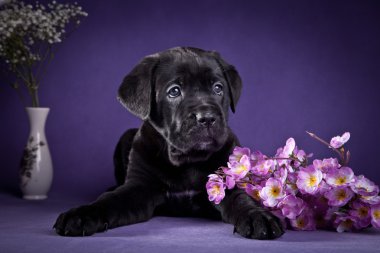 köpek doğurmak İtalyan cane corso, köpek yavrusu