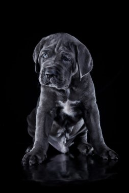 köpek doğurmak İtalyan cane corso, köpek yavrusu