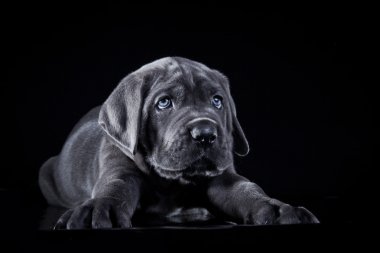 köpek doğurmak İtalyan cane corso, köpek yavrusu
