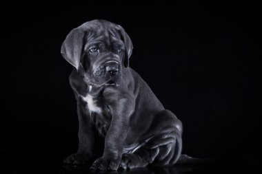 köpek doğurmak İtalyan cane corso, köpek yavrusu