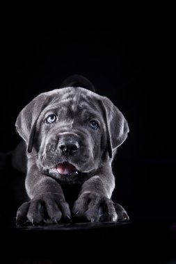köpek doğurmak İtalyan cane corso, köpek yavrusu