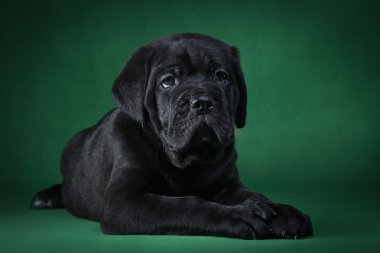 köpek doğurmak İtalyan cane corso, köpek yavrusu