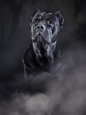 köpek doğurmak İtalyan cane corso