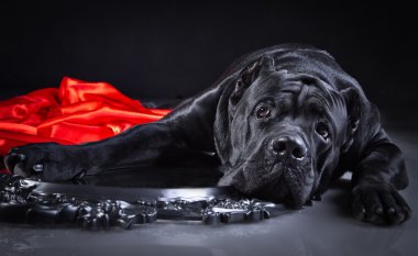 köpek doğurmak İtalyan cane corso