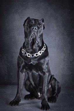 köpek doğurmak İtalyan cane corso