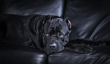 köpek doğurmak İtalyan cane corso