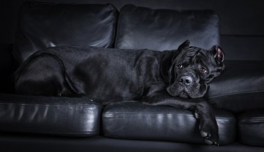 köpek doğurmak İtalyan cane corso